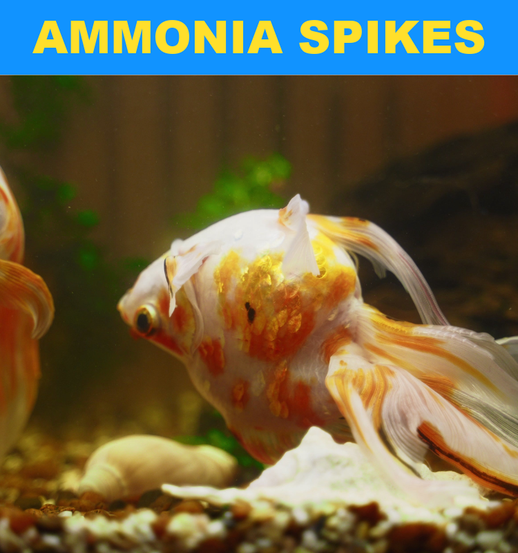 Fish stressed by an ammonia spike