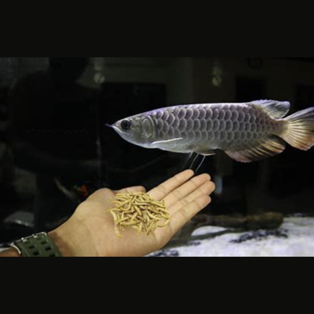 Por que a alimentação dos seus peixes pode estar encurtando a vida deles?