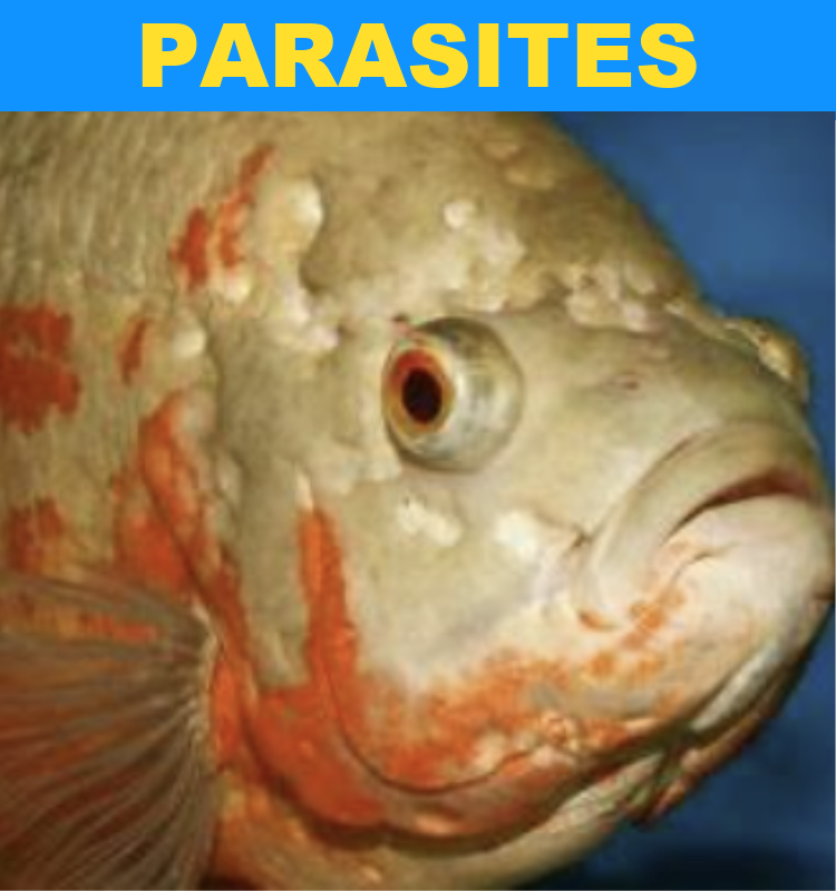 Parasites in an aquarium